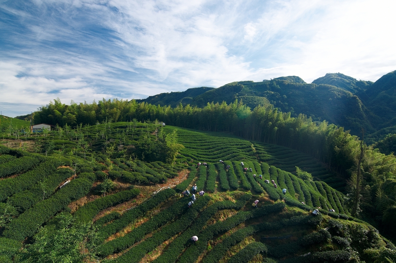 南投縣竹山鎮-採茶農忙