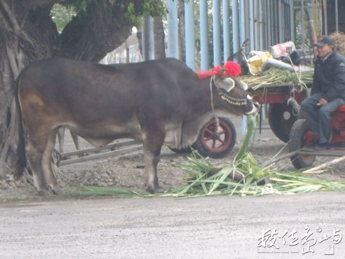 嘉義縣東石鄉－對望
