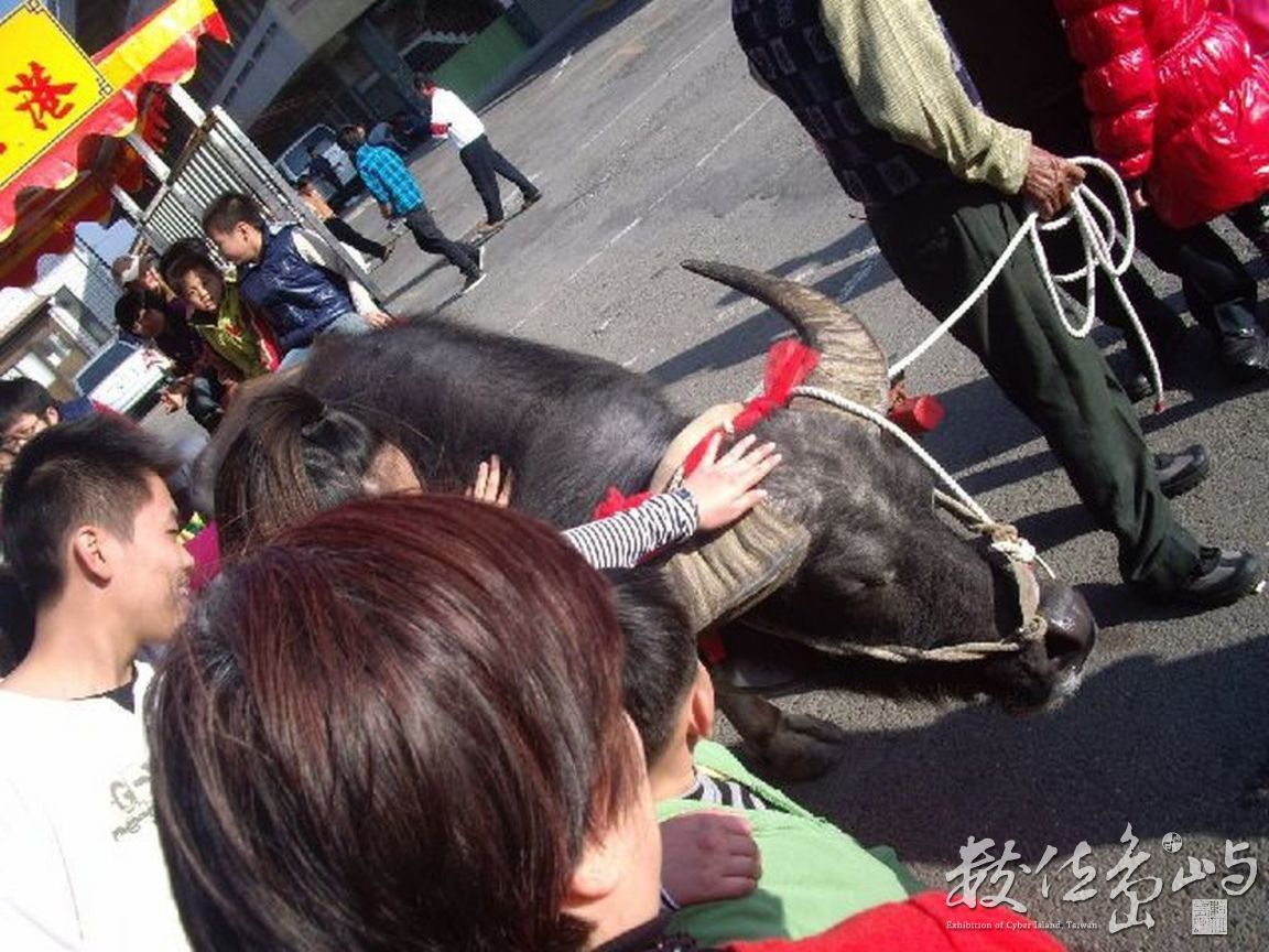 嘉義縣東石鄉－摸牛