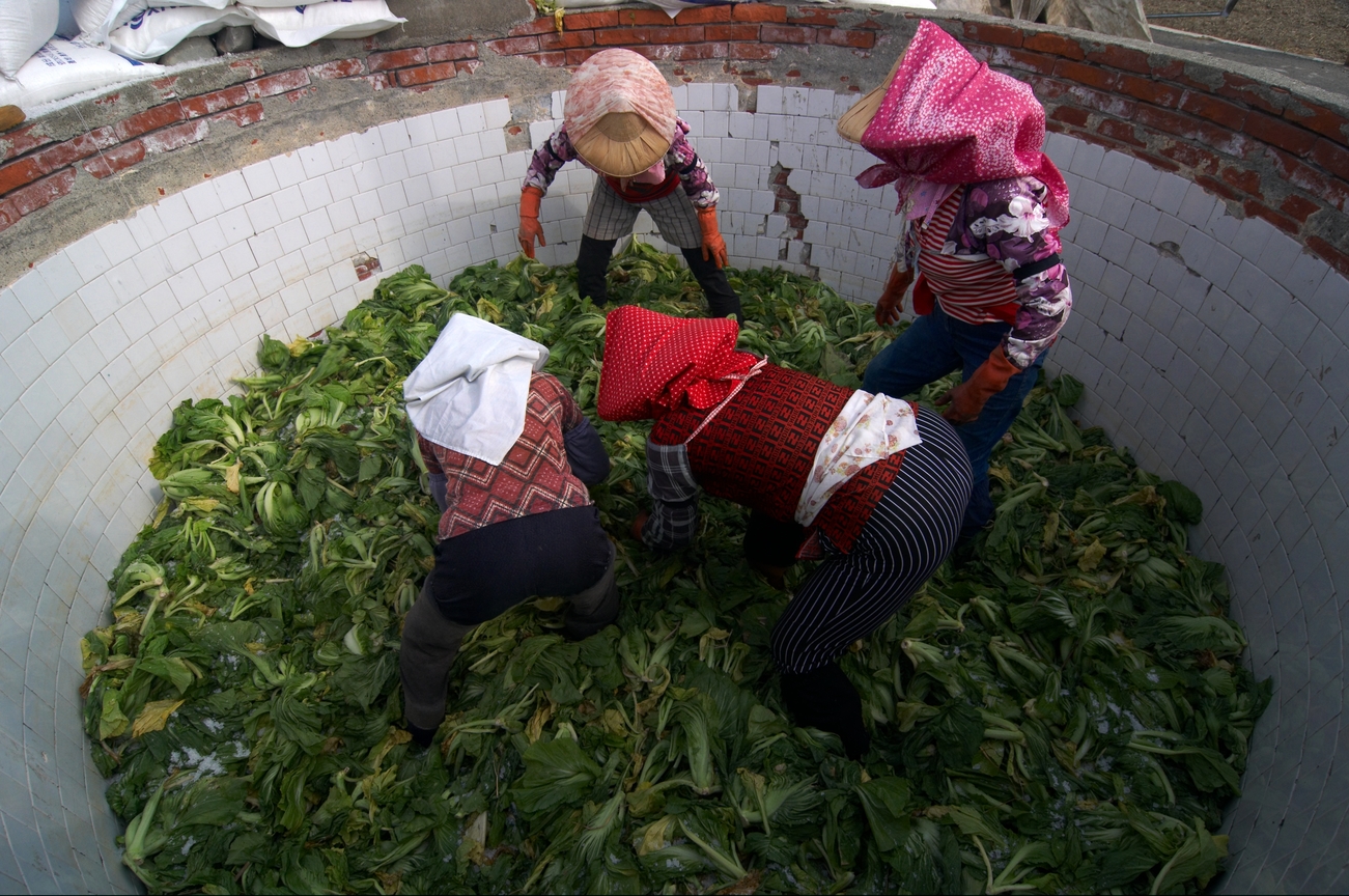 雲林縣大埤鄉-醃酸菜