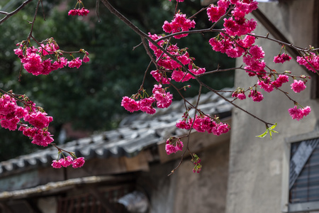 櫻花在台北