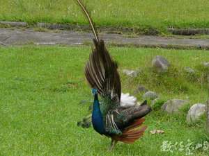 孔雀~~