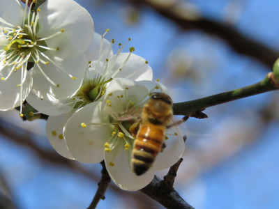 嘉義縣梅山公園