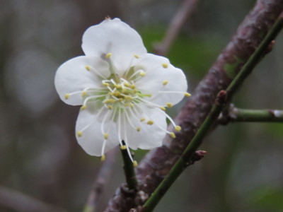 嘉義縣梅山公園