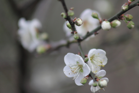 嘉義縣梅山公園