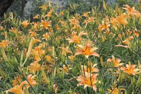 嘉義縣梅山鄉橫山屏休閒園區