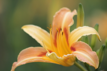 嘉義縣梅山鄉橫山屏休閒園區