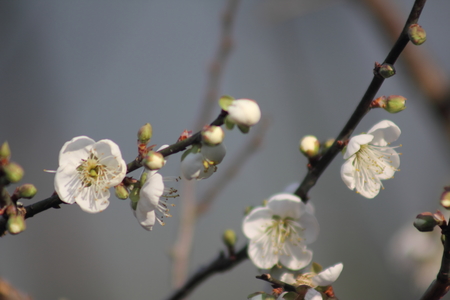 嘉義縣梅山公園