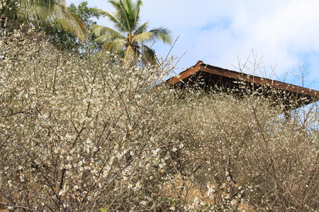 嘉義縣梅山公園
