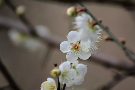 嘉義縣梅山公園