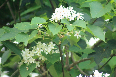 嘉義縣梅山鄉橫山屏休閒園區