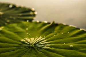 白玉珍珠落翠盤