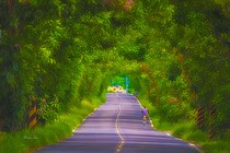 隱藏版綠色隧道