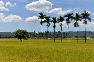 典型的農村景致