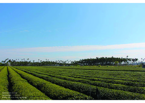 南投竹山茶園