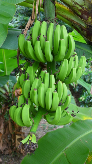 香蕉 ‧ 收穫