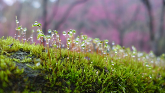 《尋野之音》時光荏苒 ‧ 四季遞嬗