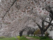 櫻花小徑-滿開時刻