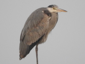 孤燈孤鳥，給牠近照