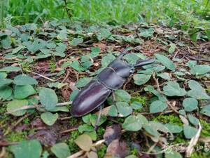 Dorcus titanus sika(Kriesche,1920) 台灣扁鍬形蟲_3