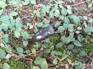 Dorcus titanus sika(Kriesche,1920) 台灣扁鍬形蟲_2