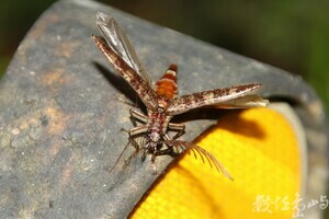Pectocera babai Kishii, 1990斑櫛角叩頭蟲(雄蟲)