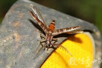 Pectocera babai Kishii, 1990斑櫛角叩頭蟲(雄蟲)