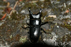 Docus屬 疑似小型長角大鍬