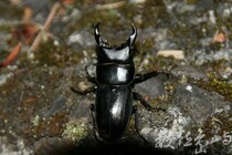 Docus屬 疑似小型長角大鍬