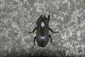 台灣鏽鍬Dorcus taiwanicus