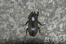 台灣鏽鍬Dorcus taiwanicus