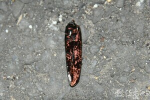 Aeolesthes oenochrous(右半翅鞘殘骸)