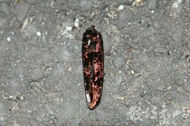 Aeolesthes oenochrous(右半翅鞘殘骸)