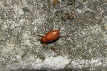 台灣樺金龜 ( Hilyotrogus formosanus )