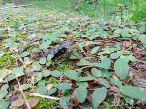Dorcus titanus sika(Kriesche,1920) 台灣扁鍬形蟲_4