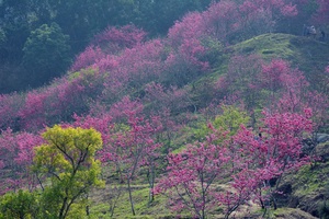 滿山櫻花林