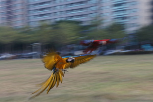 放風的金剛鸚鵡