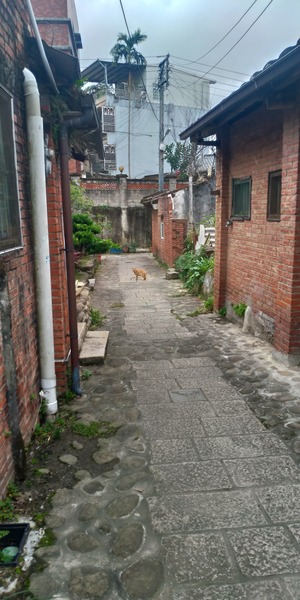 北埔小巷弄與貓