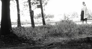 桃園八德-落羽松