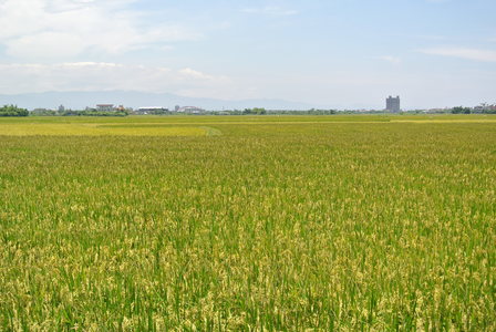 與你散步的那些日子