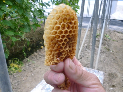 玉米 桑葚 我的家