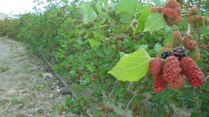 嬌豔欲滴的紅寶石