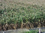 義竹鄉是「玉米的故鄉」