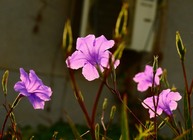 紫花翠盧莉.jpg