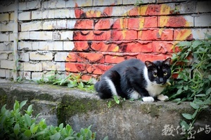 瞪大眼的流浪貓咪