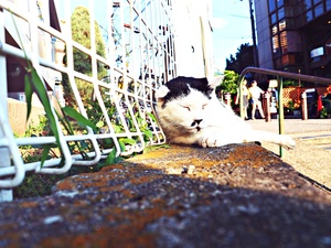 〈流言〉圖、文／春日