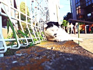 〈流言〉圖、文／春日