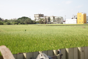 結婚當天的稻田
