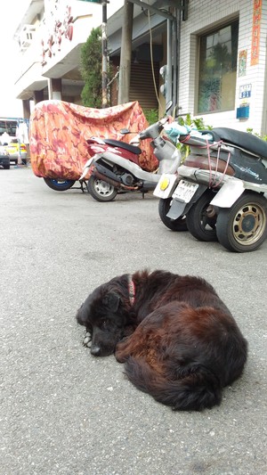 流浪在巷弄中的家犬106.11.05