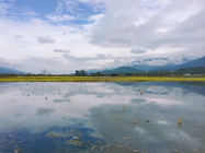 伯朗大道旁休耕的稻田